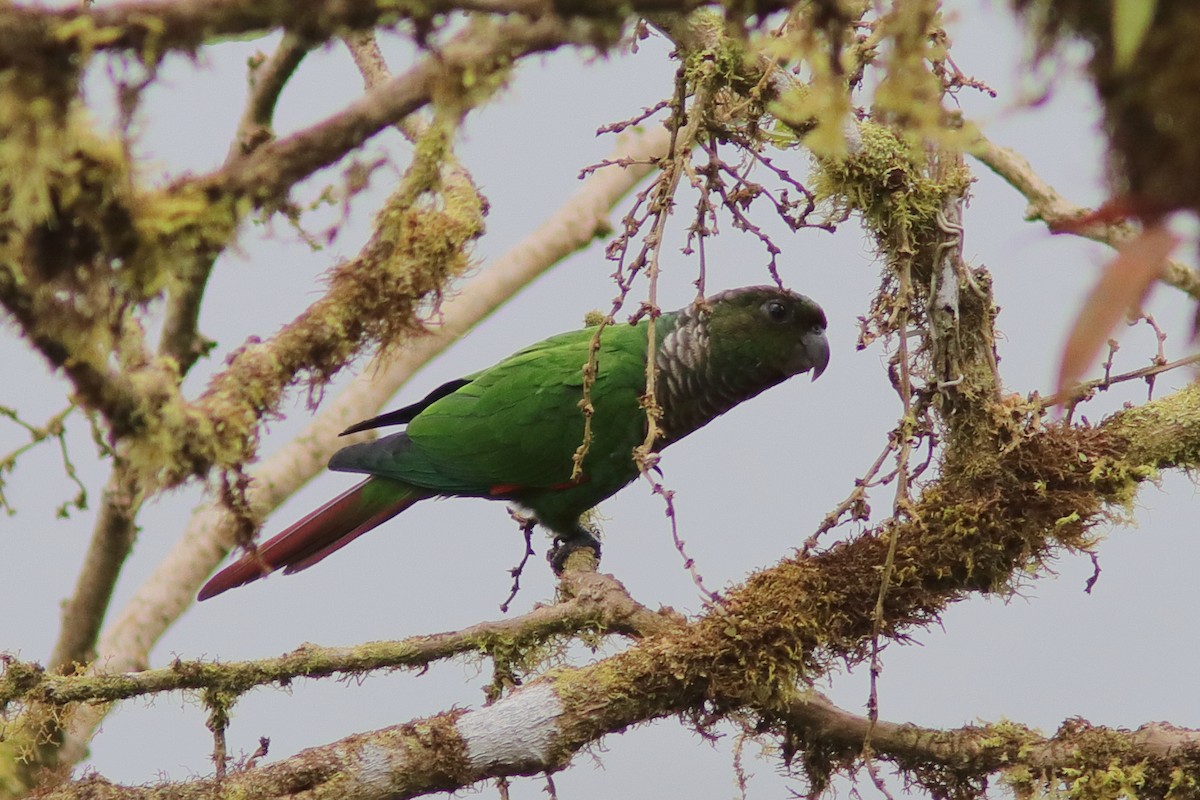 Maroon-tailed Parakeet - ML640873773