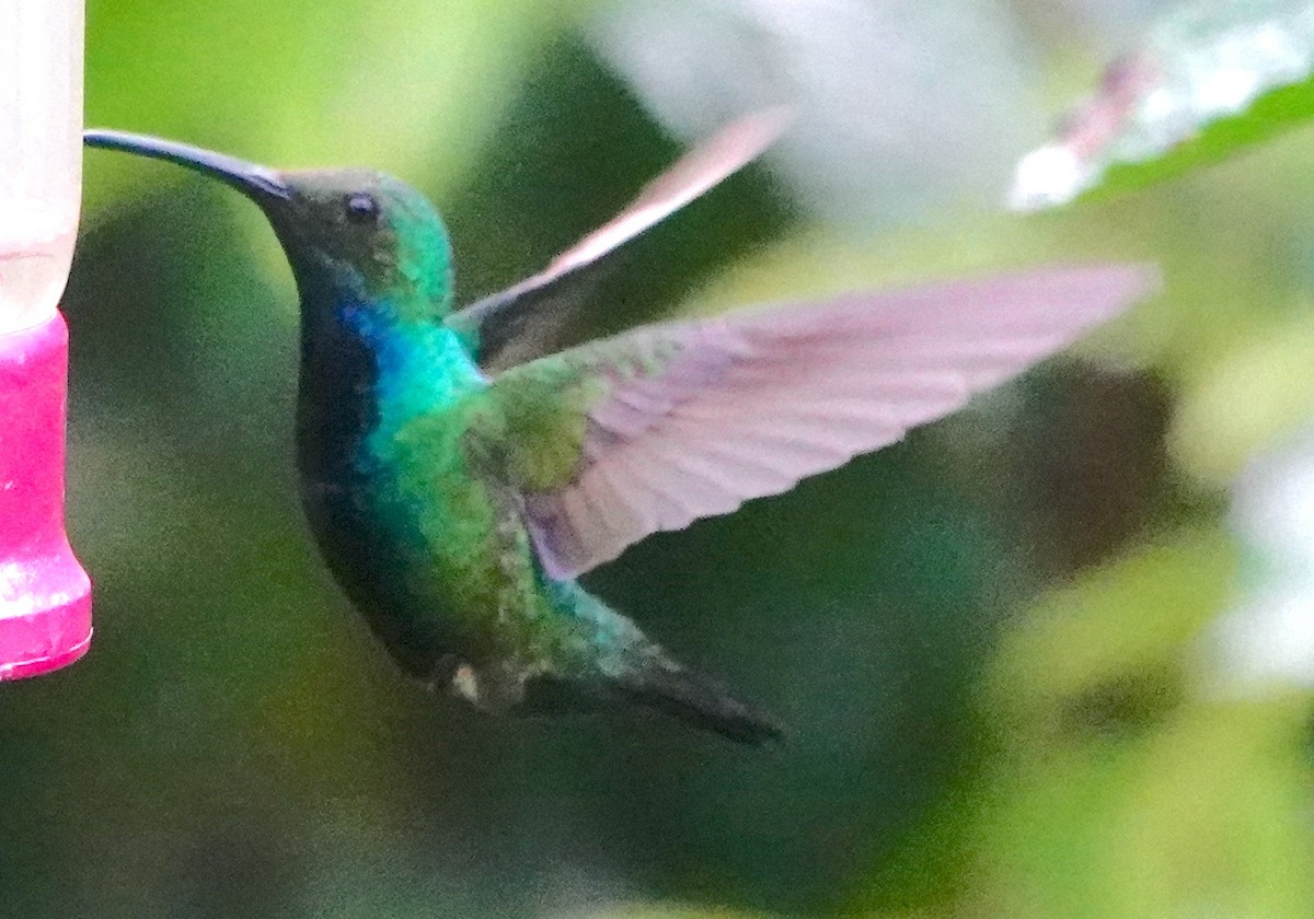 Black-throated Mango (Ecuadorian) - ML640873778