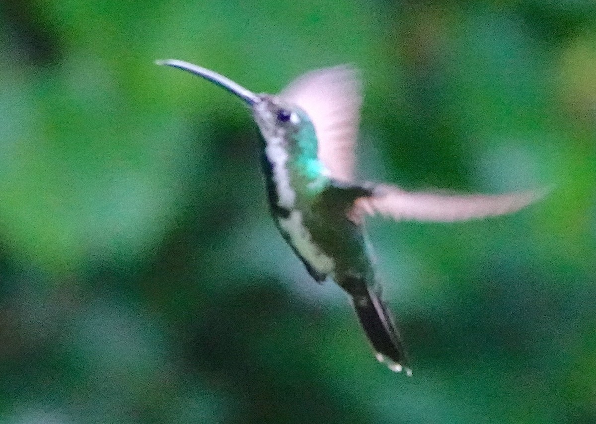 Black-throated Mango (Ecuadorian) - ML640873779