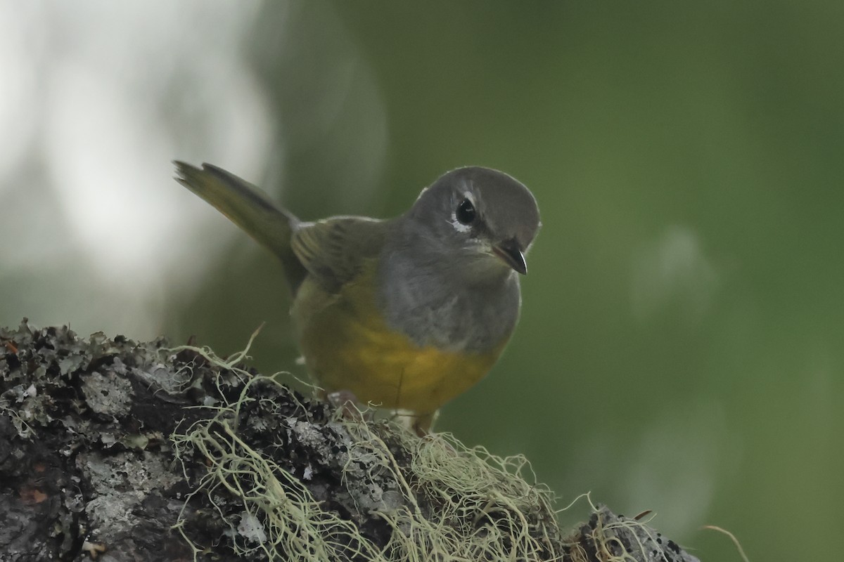 MacGillivray's Warbler - ML640873780