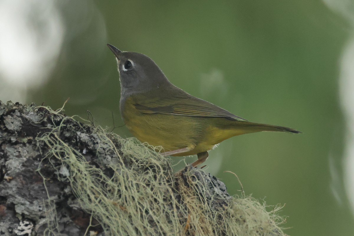 MacGillivray's Warbler - ML640873781