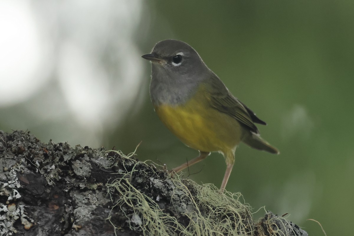 MacGillivray's Warbler - ML640873782