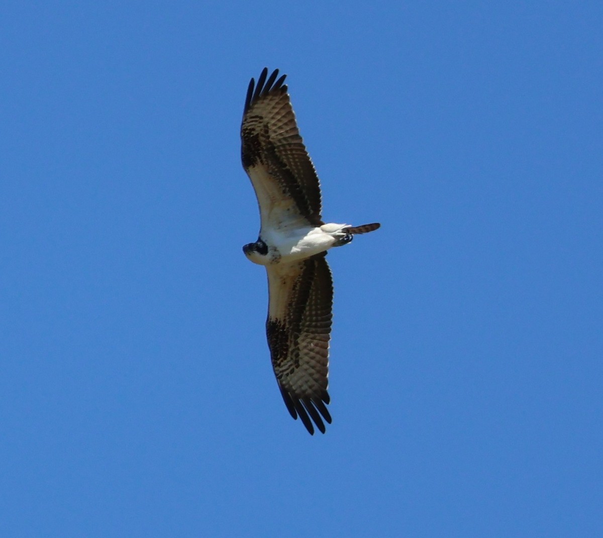 Osprey - ML640873788