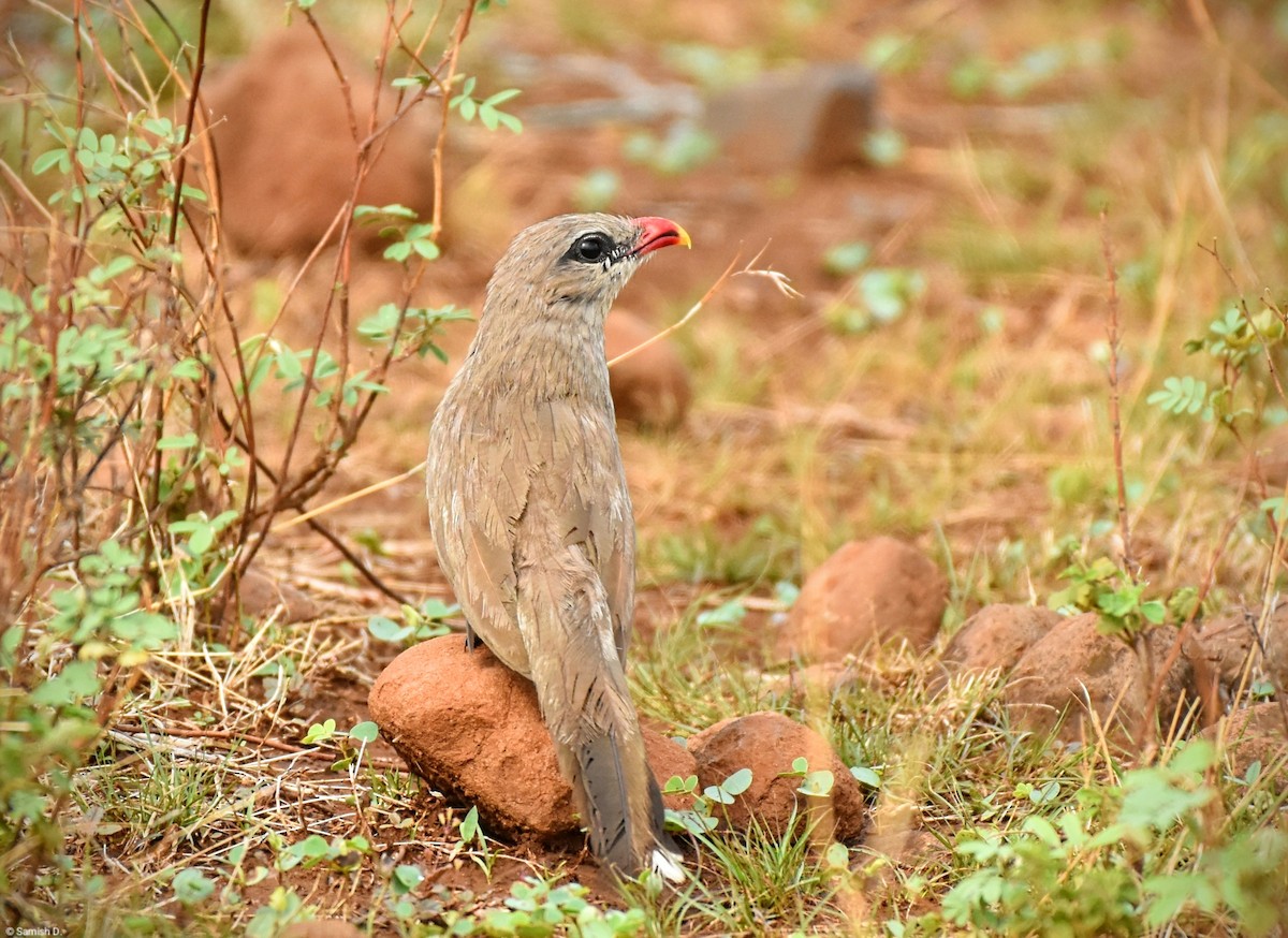 Sirkeer Malkoha - ML640873800