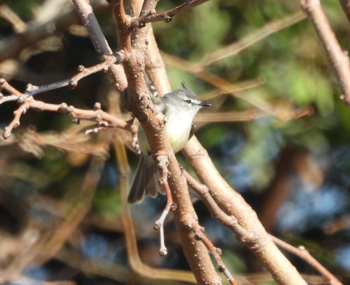 White-crested Tyrannulet - ML640873811
