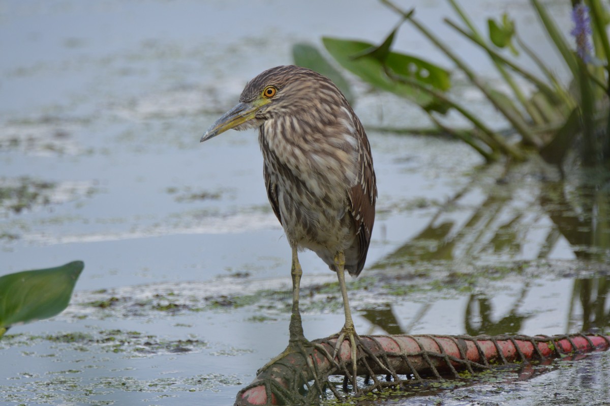 夜鷺 - ML640873837