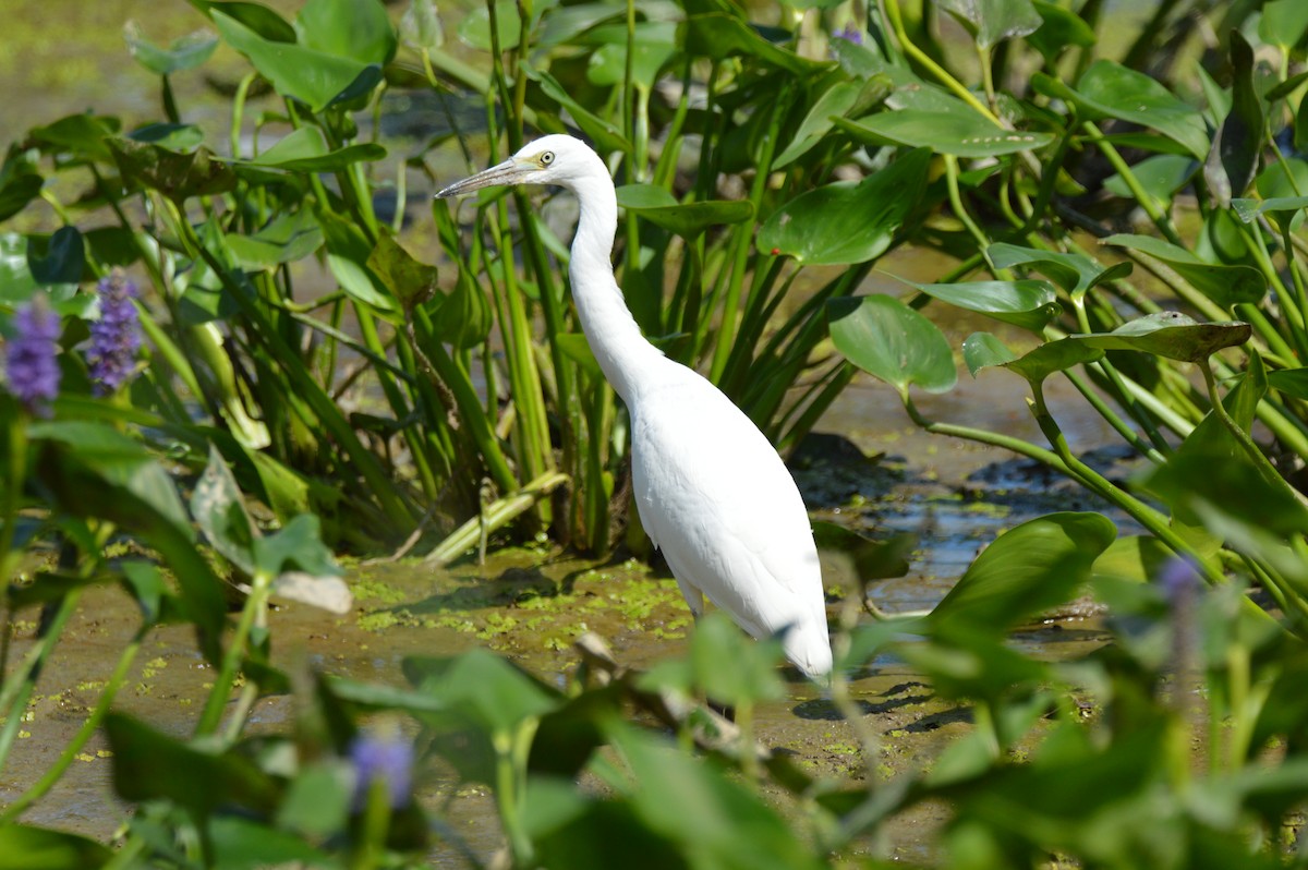 Little Blue Heron - ML640873840