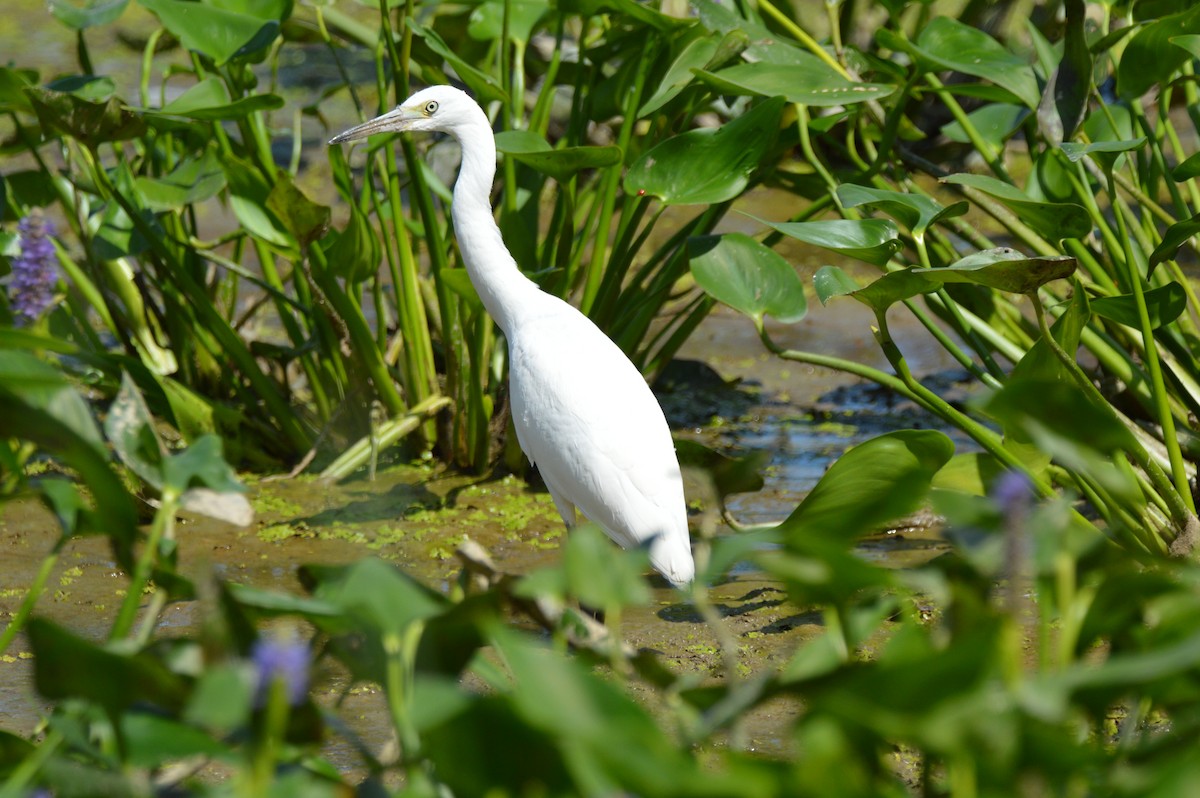 Little Blue Heron - ML640873841