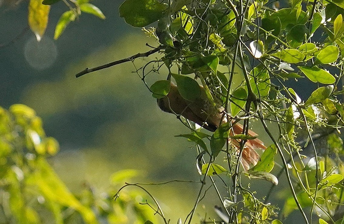 White-browed Foliage-gleaner - ML640873876