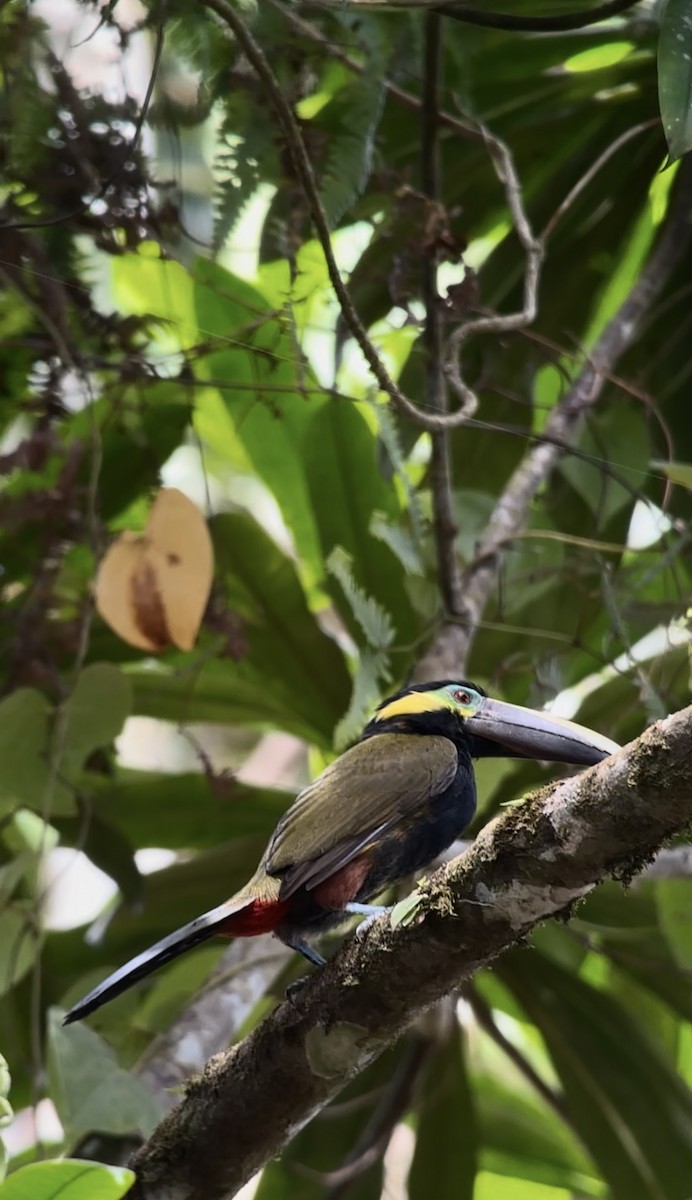 Yellow-eared Toucanet - ML640873933
