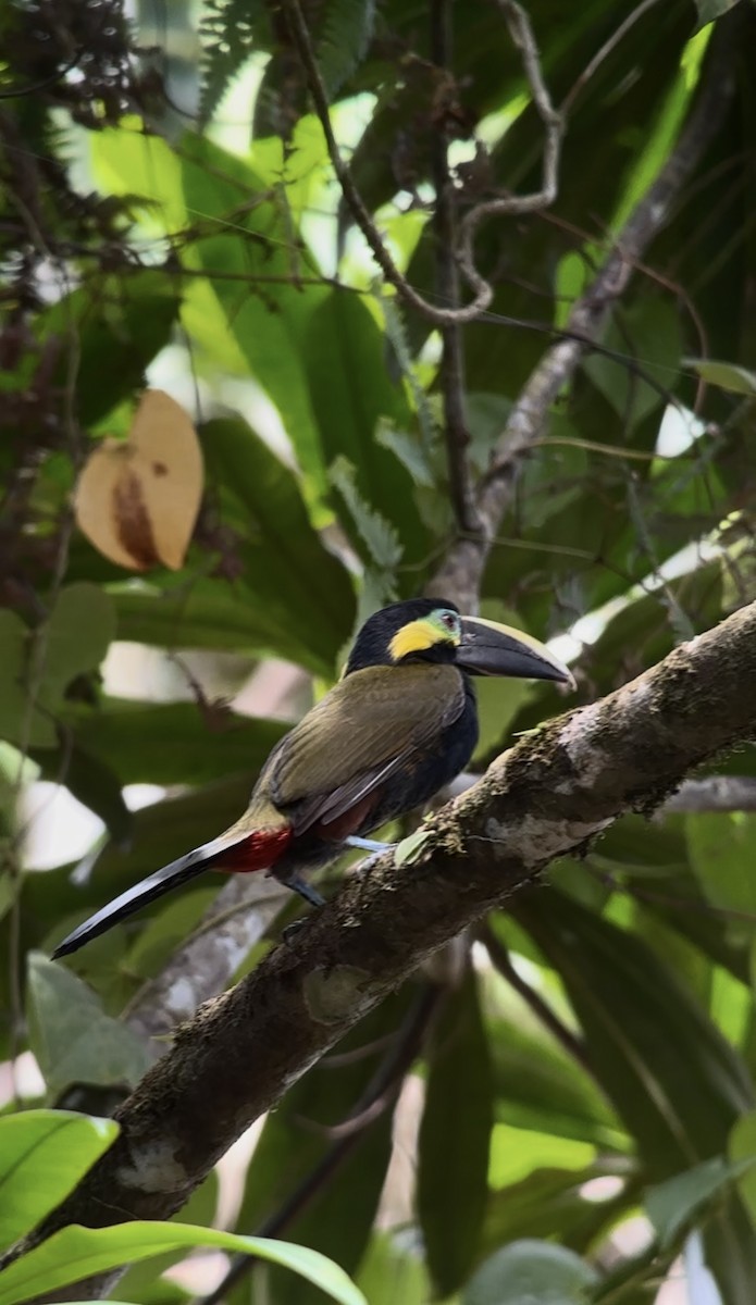 Yellow-eared Toucanet - ML640873934