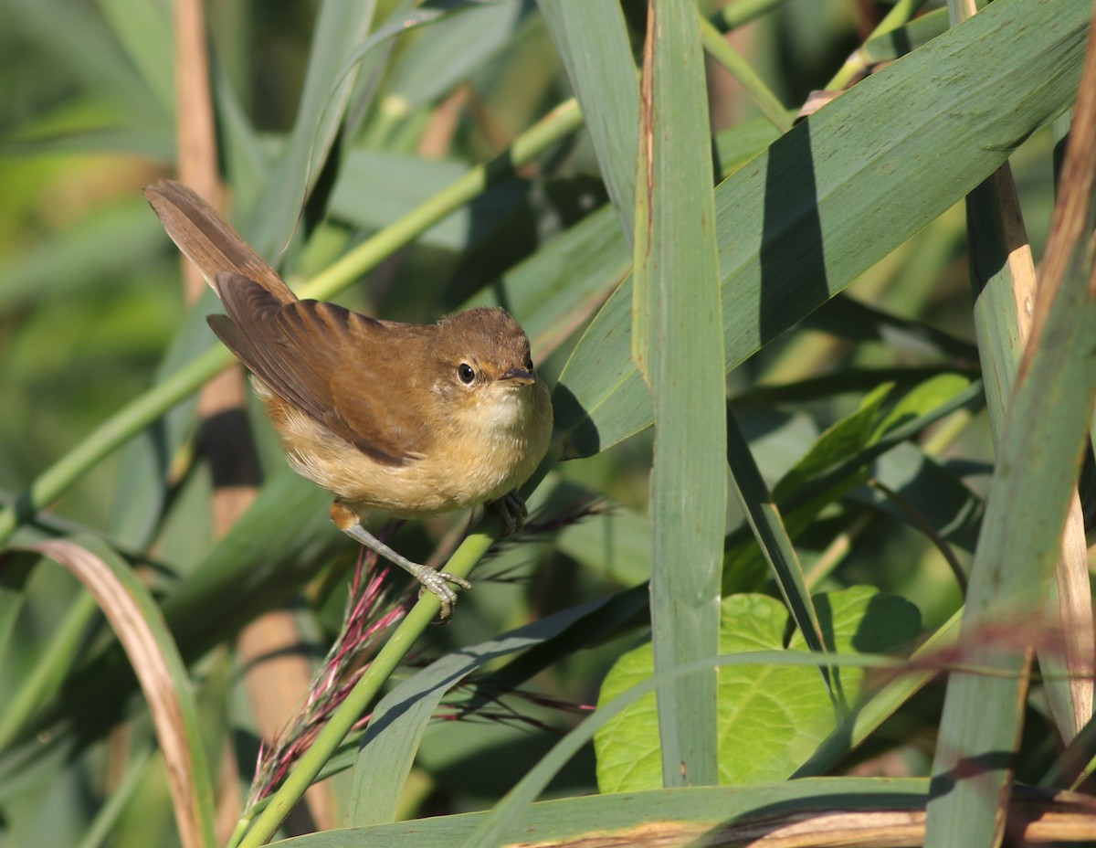 Common Reed Warbler (Common) - ML640873968