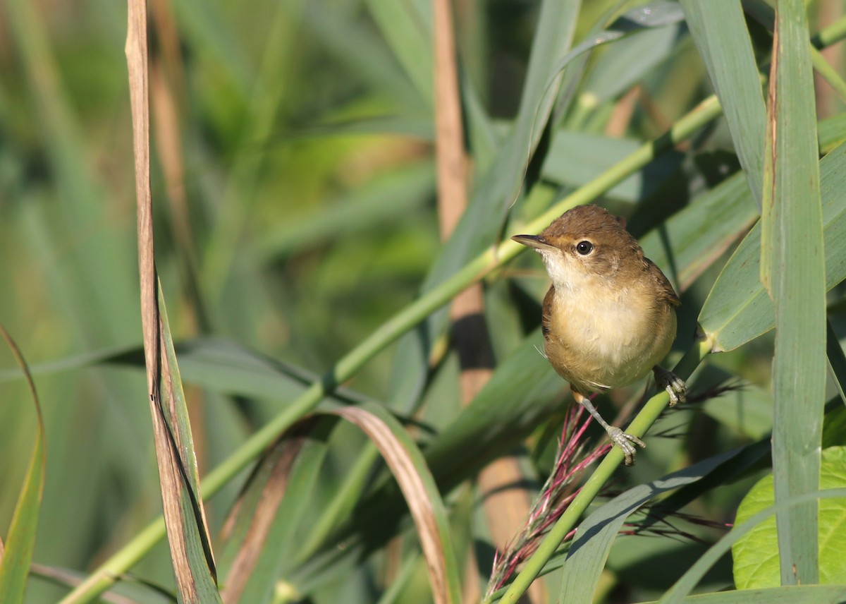 Common Reed Warbler (Common) - ML640873969