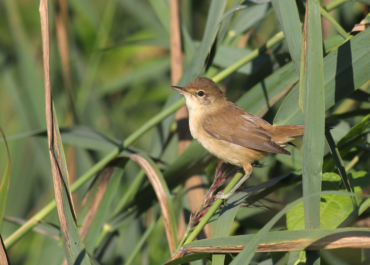 Common Reed Warbler (Common) - ML640873970