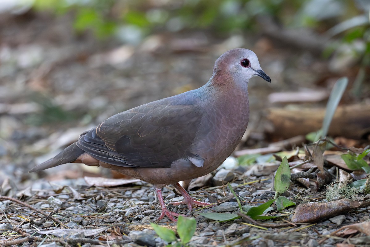 Pigeon à masque blanc - ML640873979