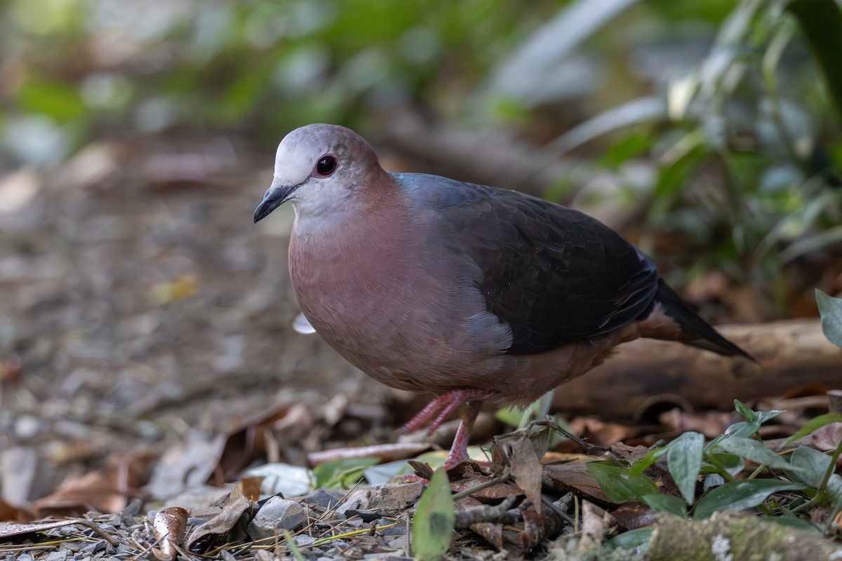 Pigeon à masque blanc - ML640873985