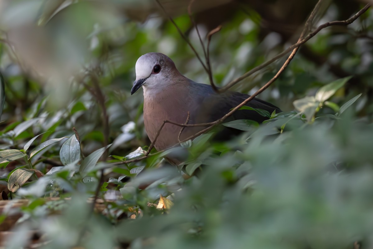 Pigeon à masque blanc - ML640873990