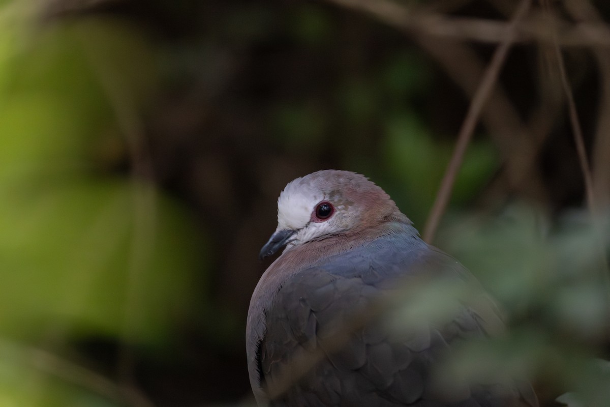 Pigeon à masque blanc - ML640873997