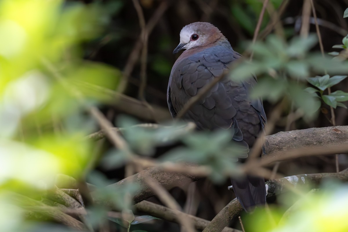 Pigeon à masque blanc - ML640874004