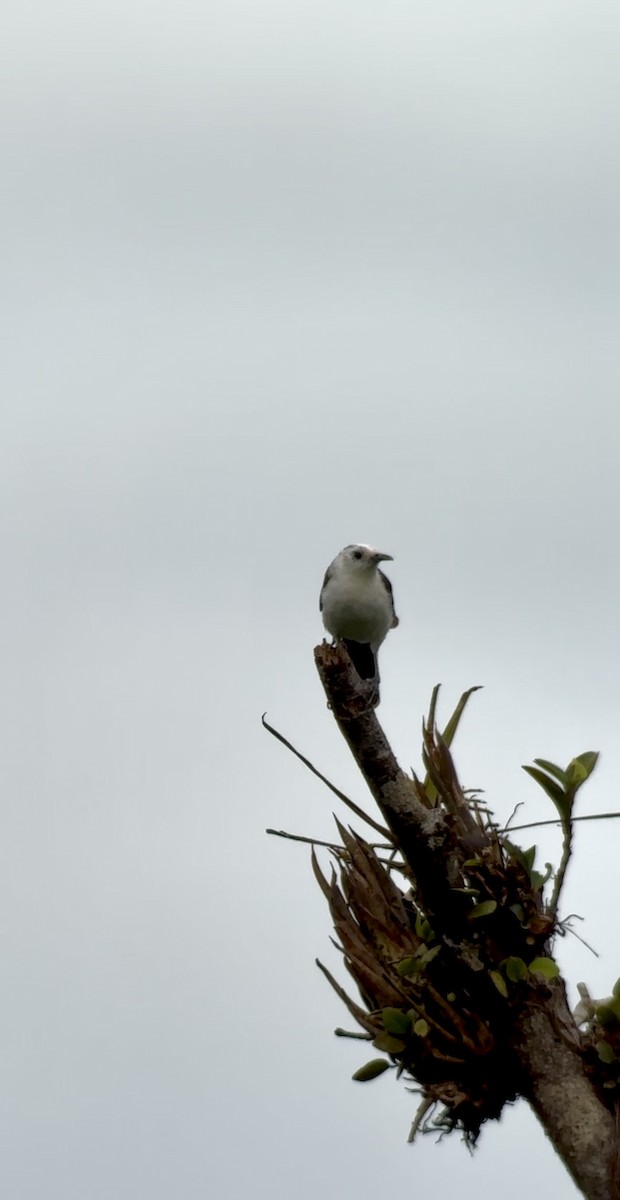 White-headed Wren - ML640874005