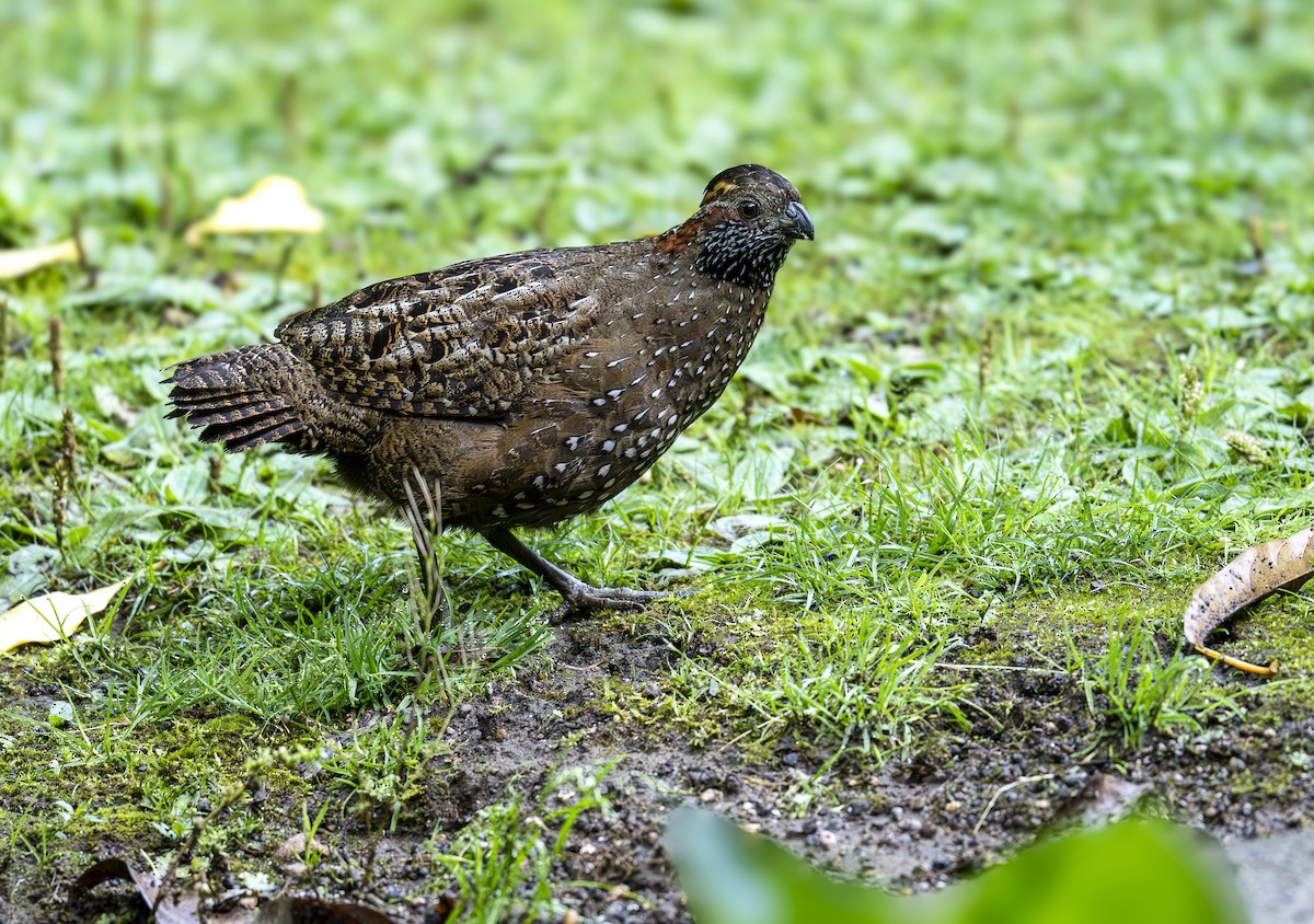 Spotted Wood-Quail - ML640874014