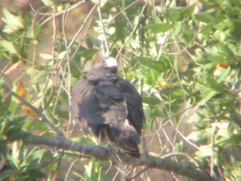 Zone-tailed Hawk - ML640874019