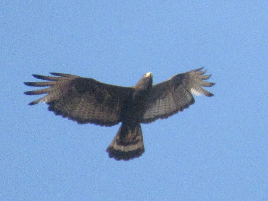 Zone-tailed Hawk - ML640874020