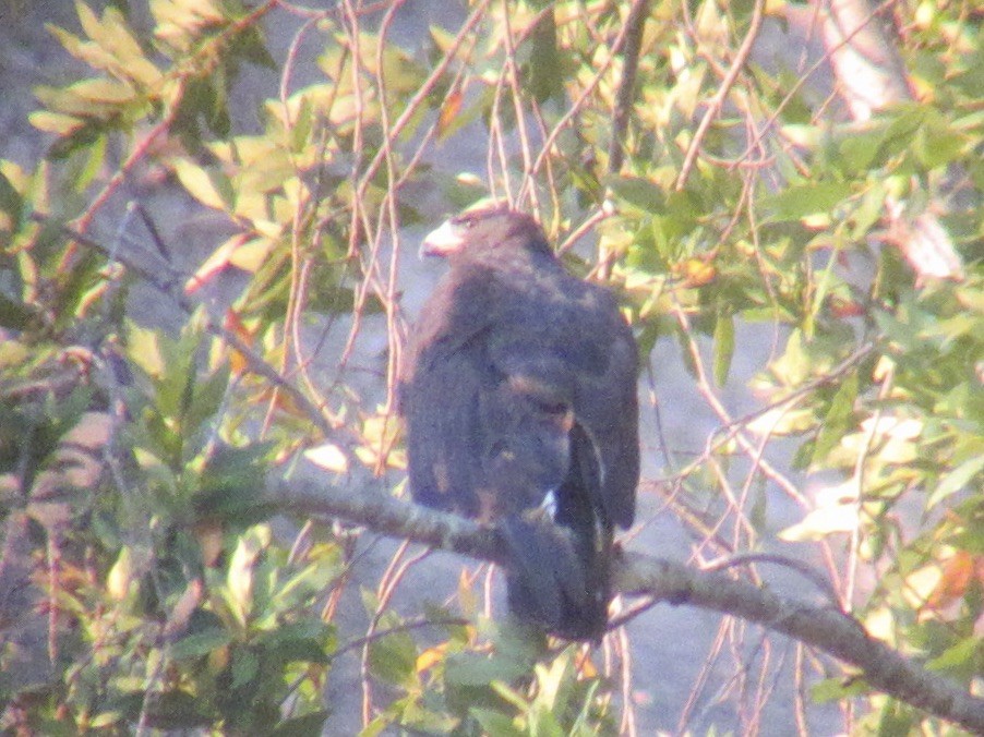 Zone-tailed Hawk - ML640874021