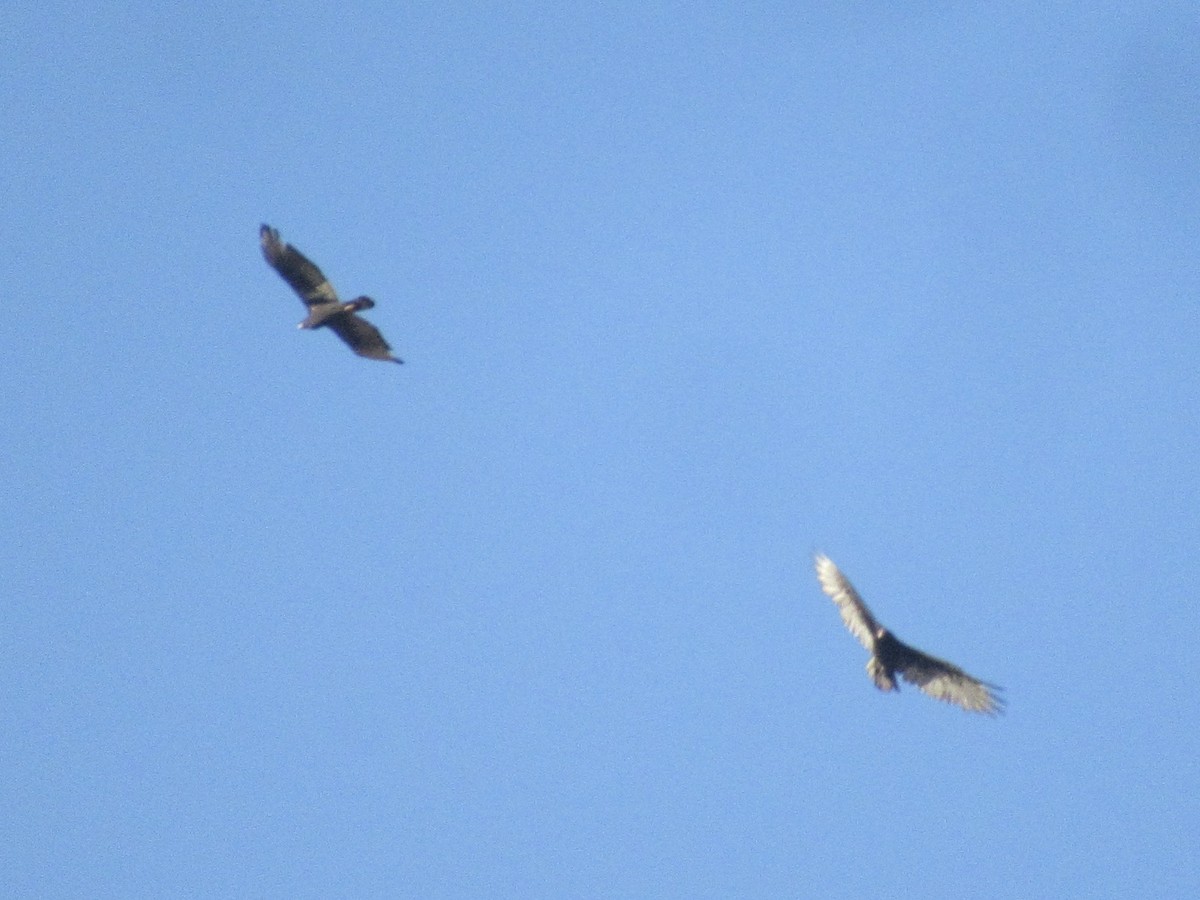 Zone-tailed Hawk - ML640874022