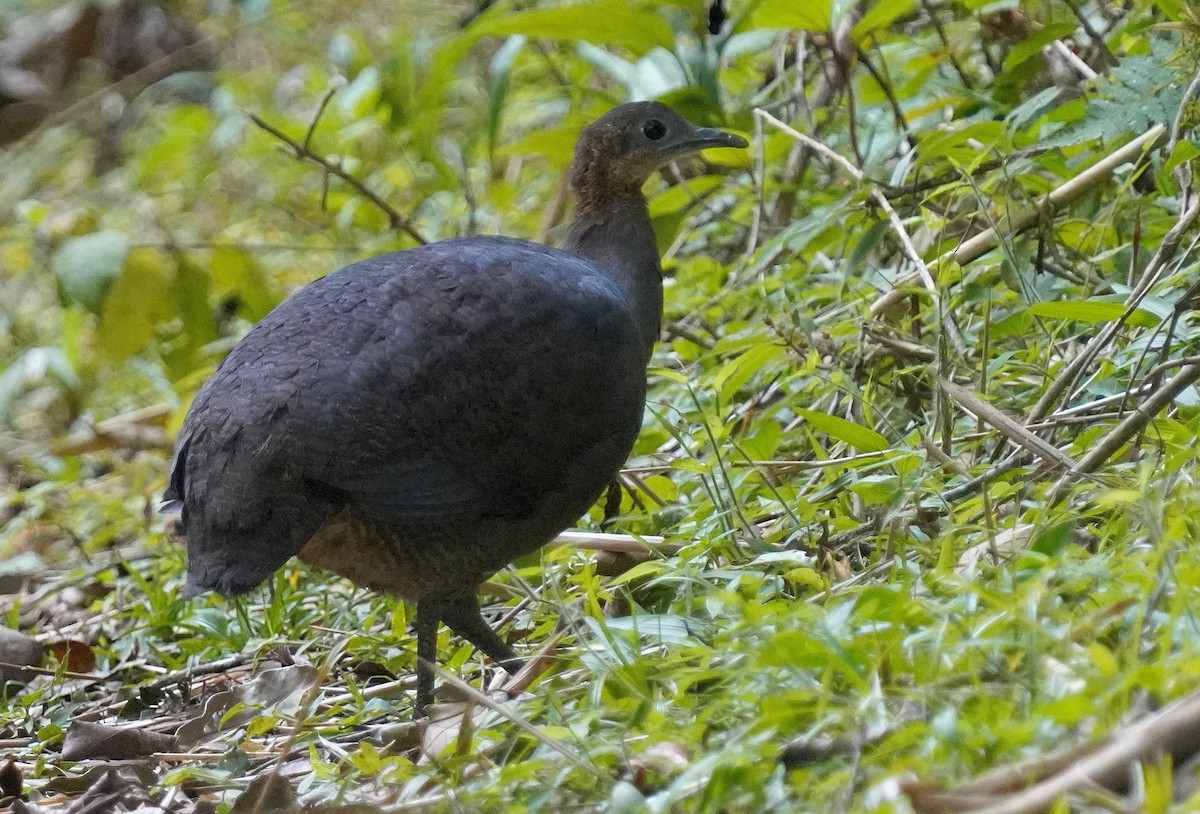 Solitary Tinamou - ML640874066