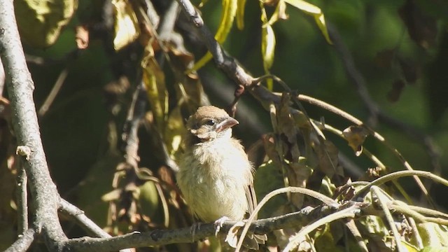 Indigo Bunting - ML640874110