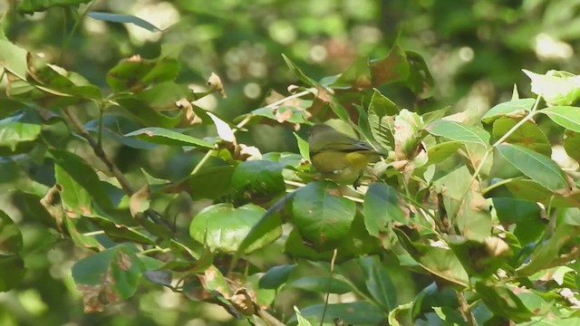 Nashville Warbler - ML640874156