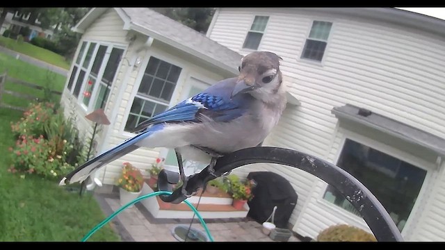 Blue Jay - ML640874211