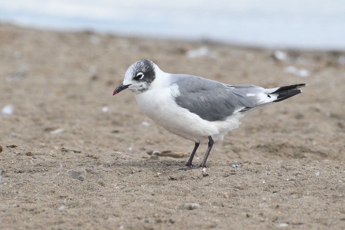 Franklin's Gull - ML640874281