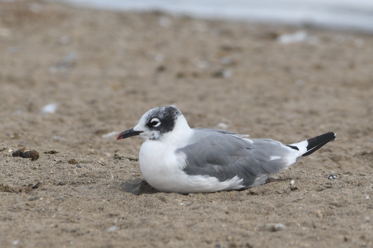 Franklin's Gull - ML640874282