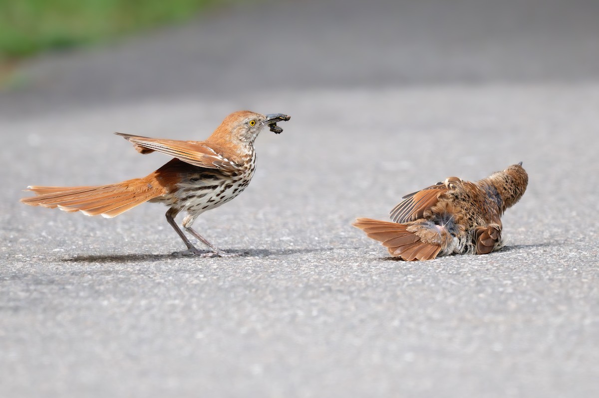 Brown Thrasher - ML640874284