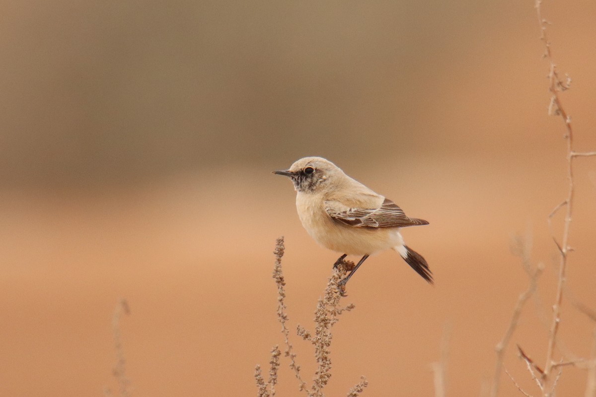 Desert Wheatear - ML640874288