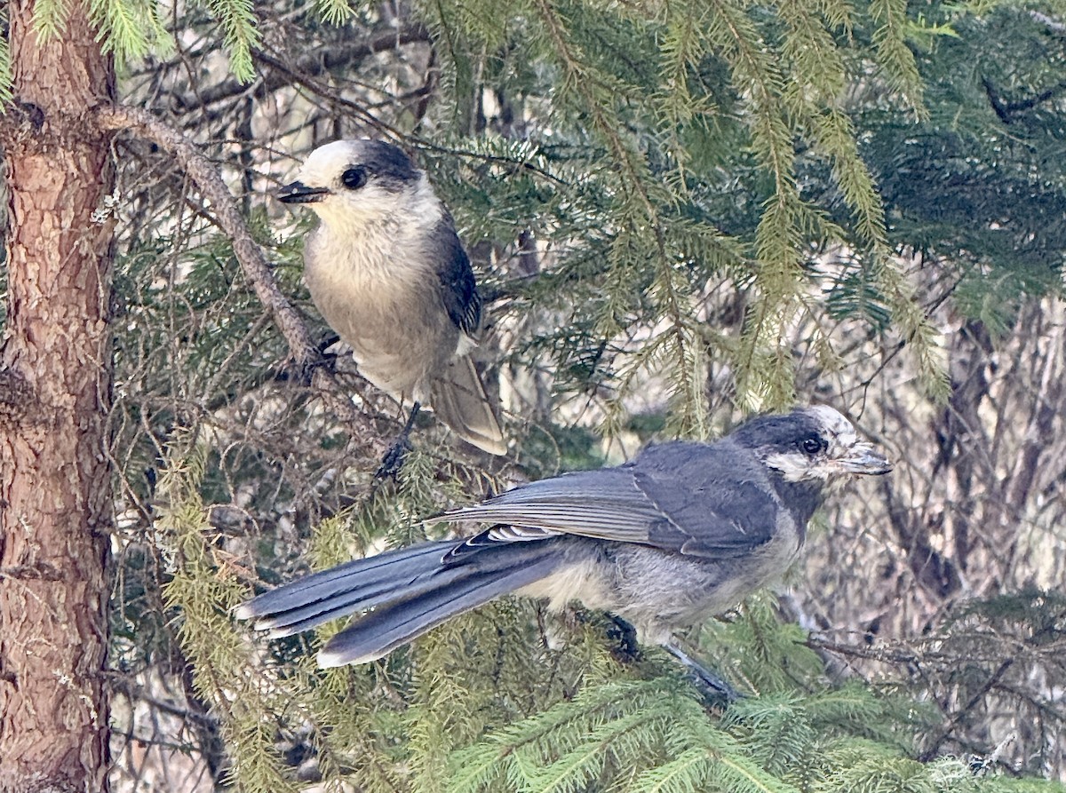 Canada Jay - ML640874321