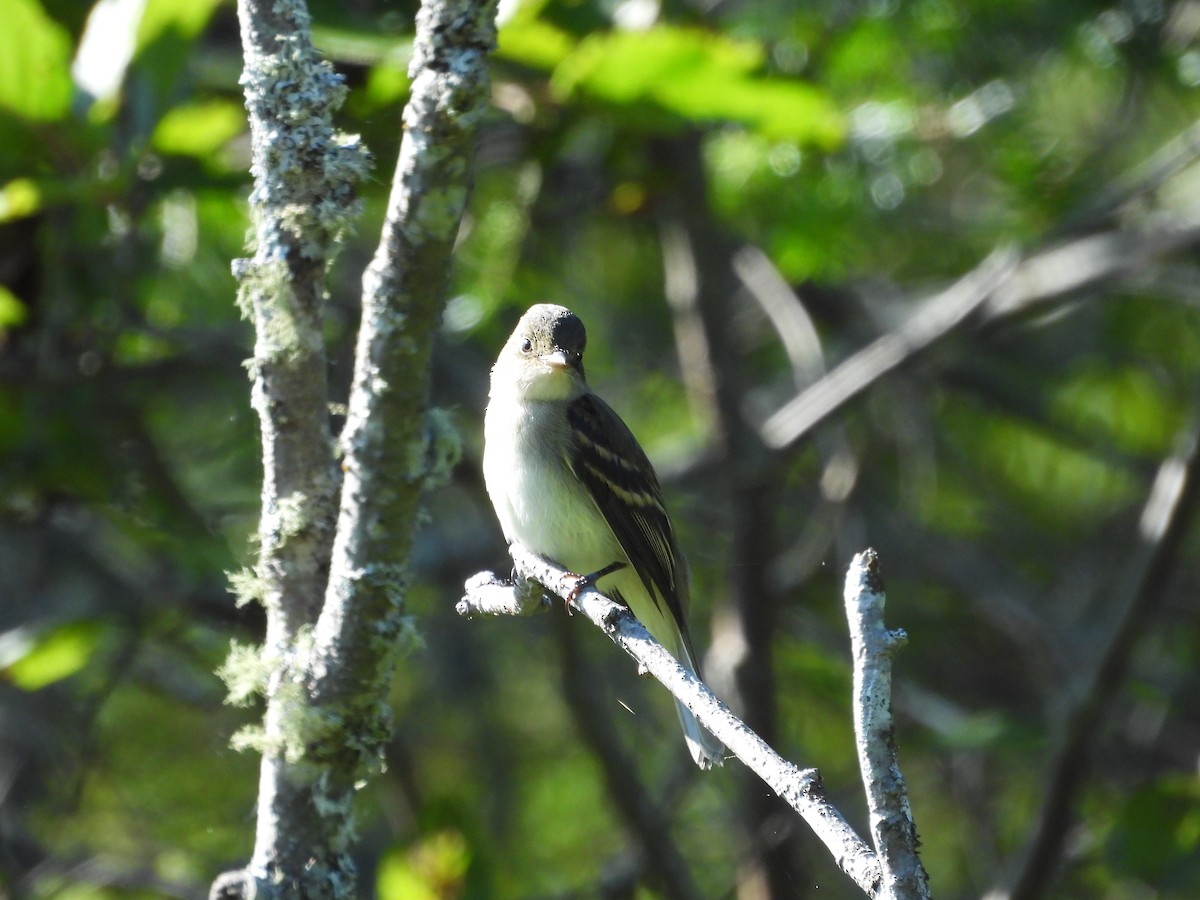 Alder Flycatcher - ML640874325