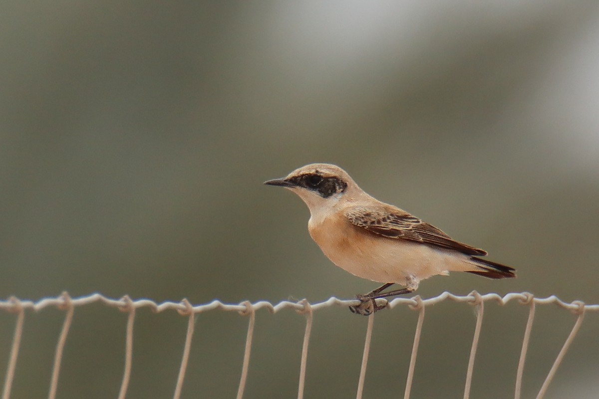 Кам'янка строката - ML640874329