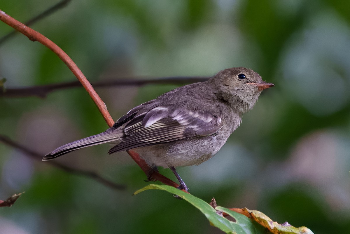 Mountain Elaenia - ML640874339