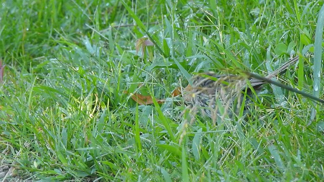 Song Sparrow - ML640874399
