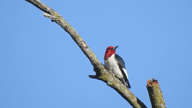 Red-headed Woodpecker - ML640874408