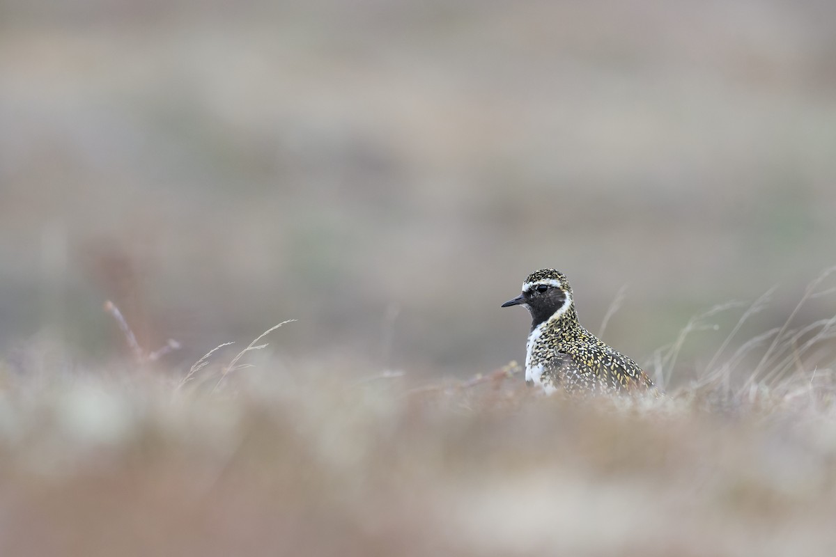 European Golden-Plover - ML640874419