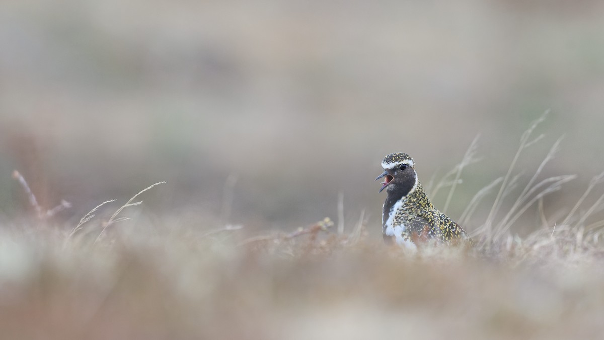 European Golden-Plover - ML640874420
