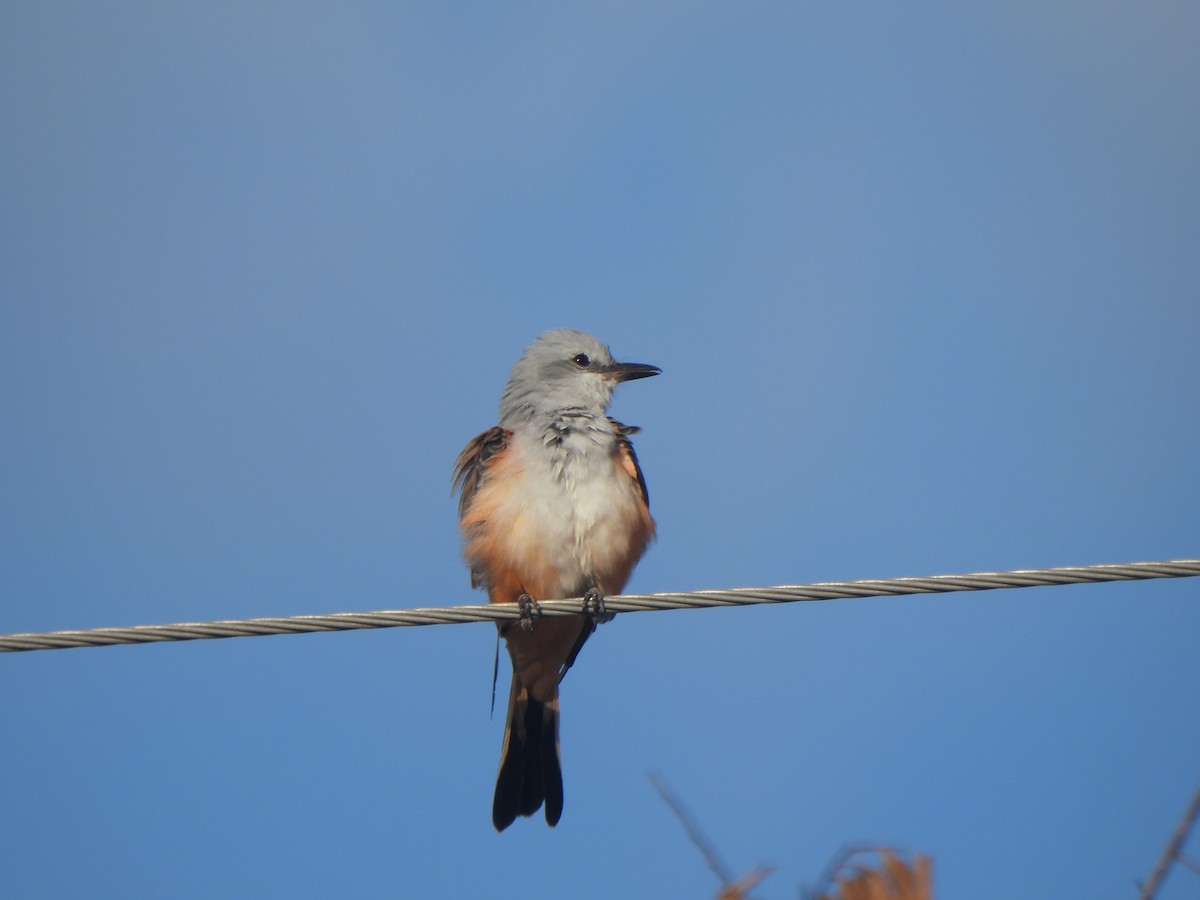 Scissor-tailed Flycatcher - ML640874445
