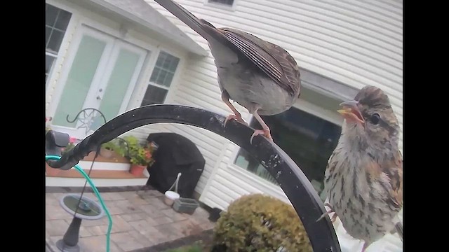 Chipping Sparrow - ML640874462