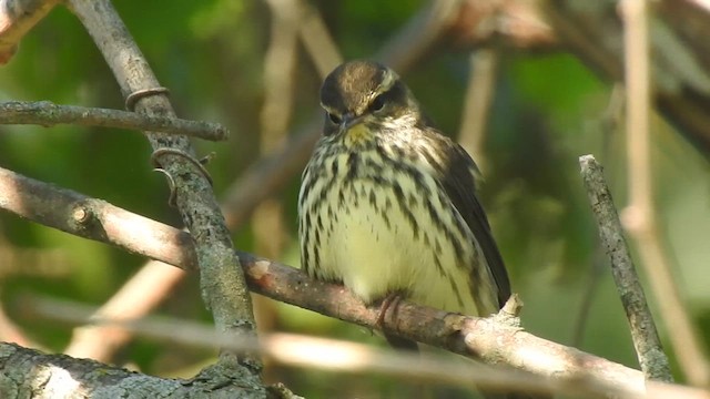 Northern Waterthrush - ML640874473