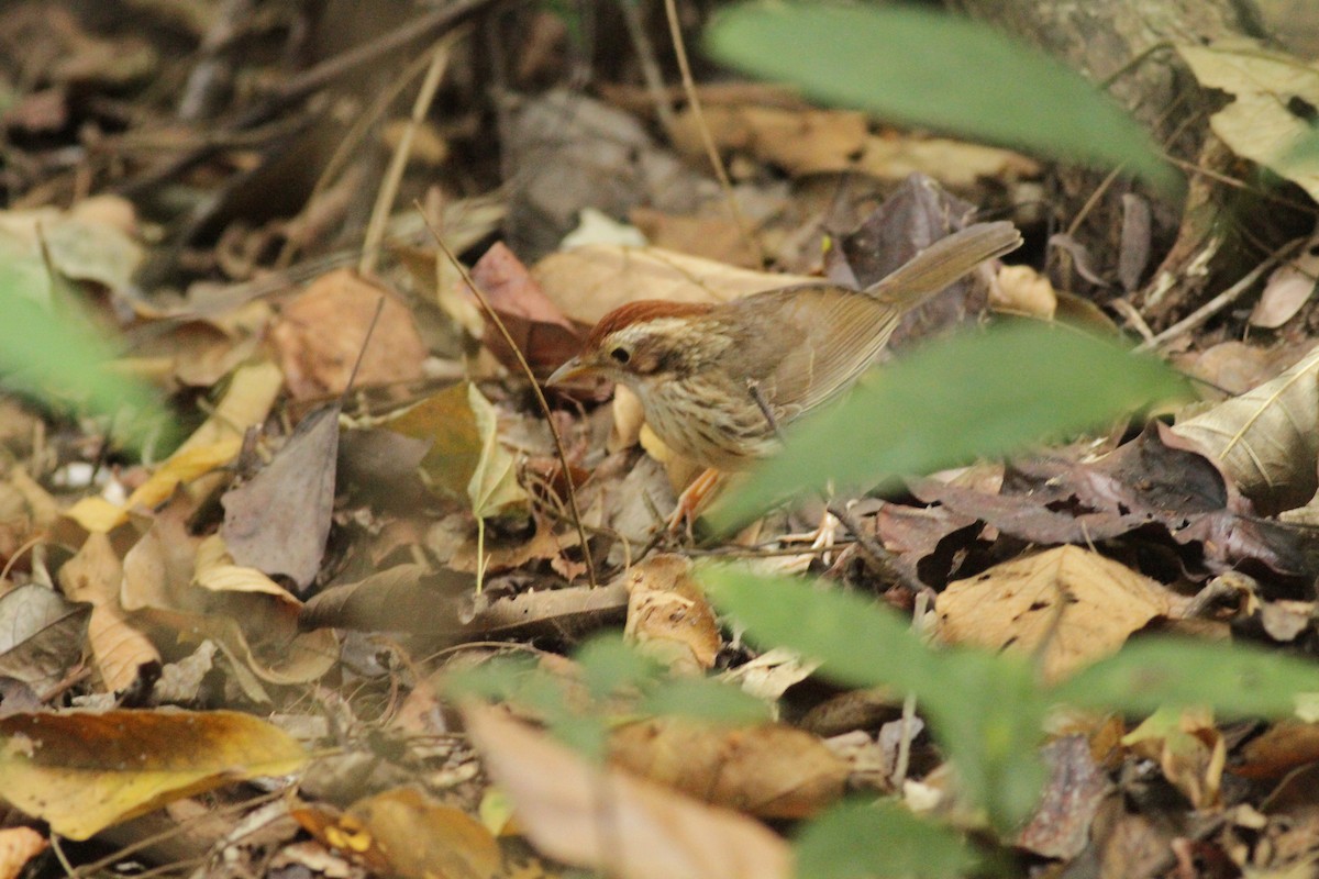 Puff-throated Babbler - ML640874479