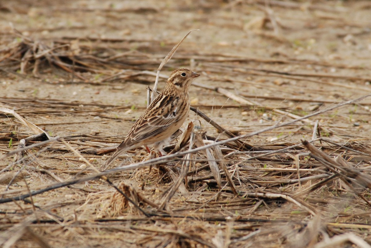 Smith's Longspur - ML640874501